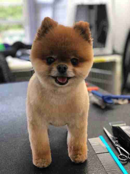 Next-Level Pet Care in Bangor & Holden, ME - Carden Kennels & Uncommon Dog