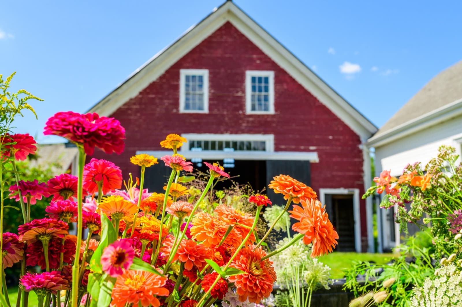 Zinnias at the barn, Eastern River Farm, Pittston, Maine